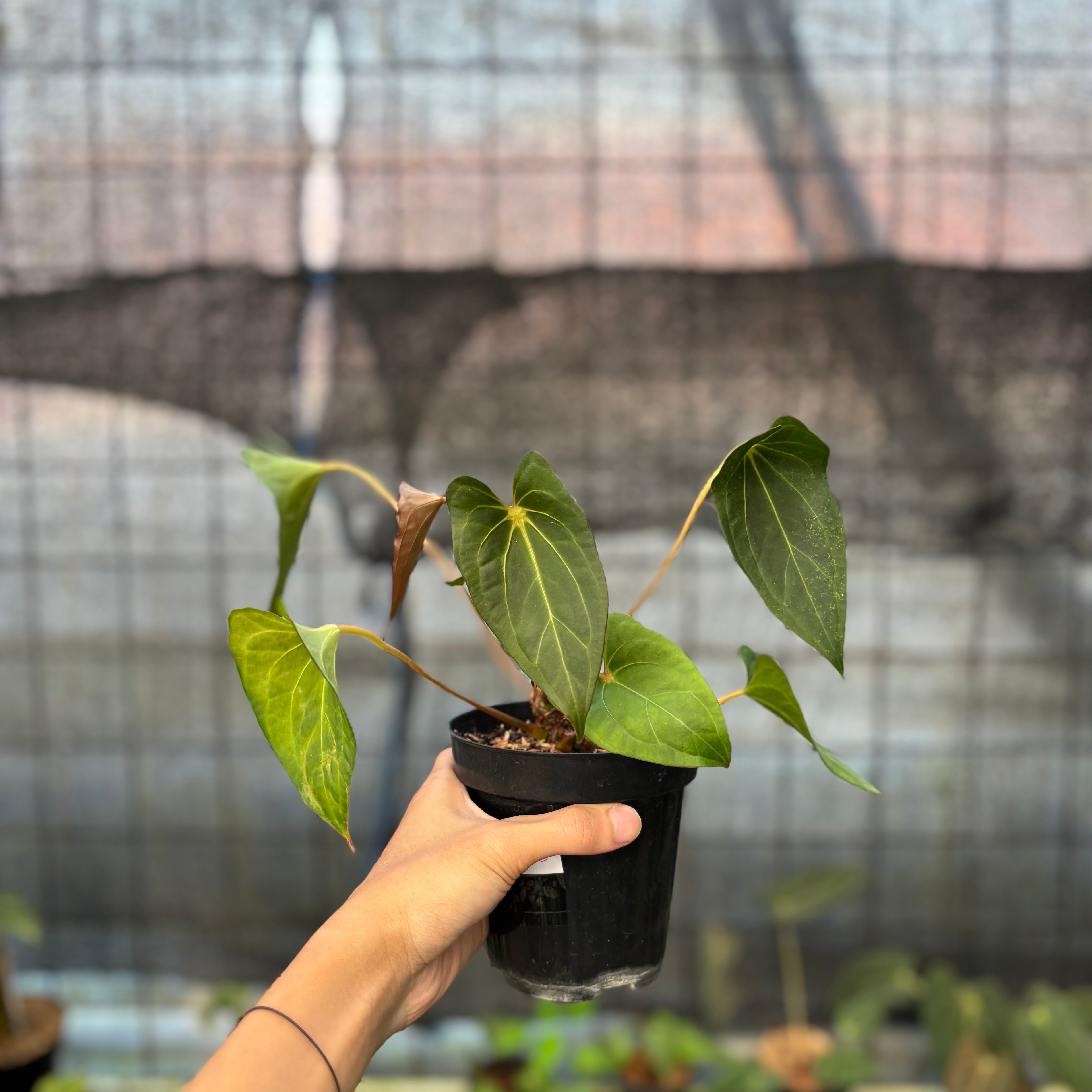 RP13-9 Anthurium Red Spider Selected