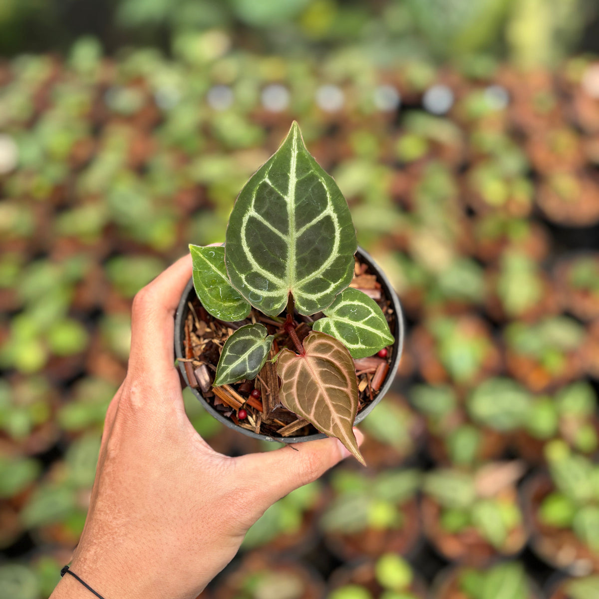 Anthurium Red Crystallinum (HU) 01 x Red Tiger