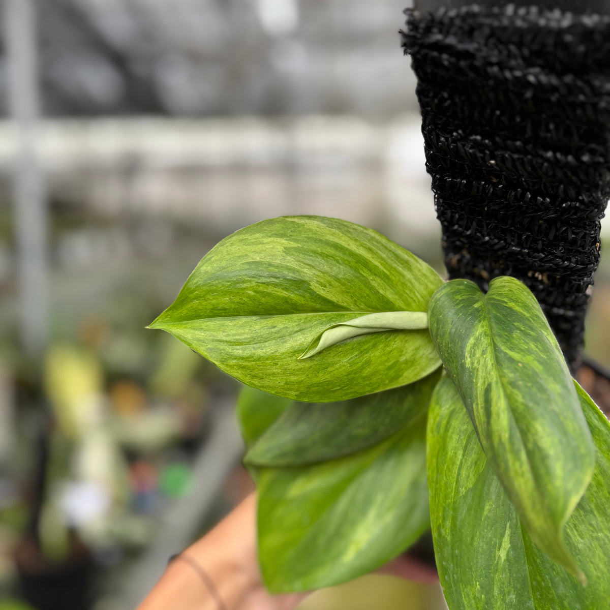RP10-10 Scindapsus Moonlight Aurea