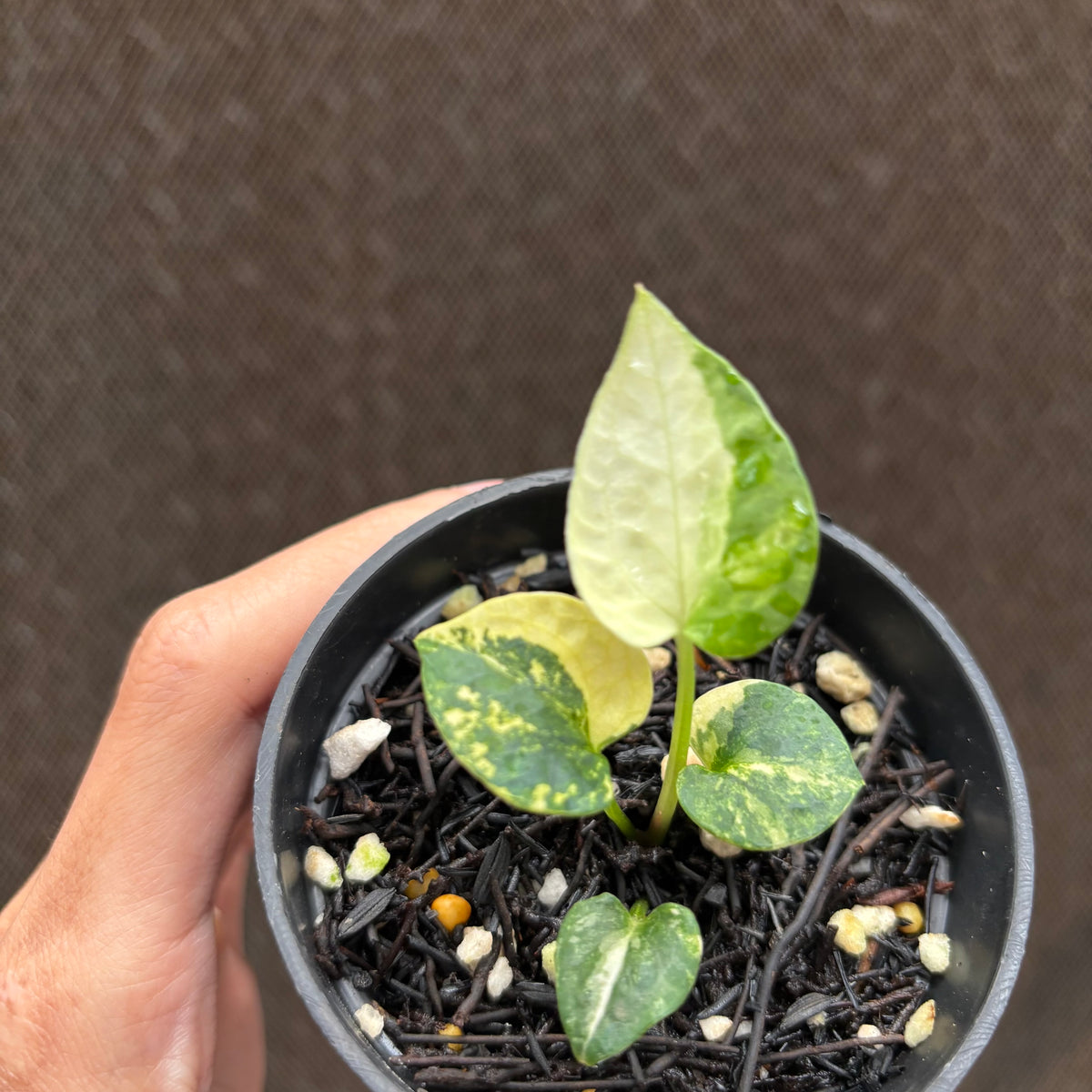 RP32-10	Anthurium AOS Tezula Variegated