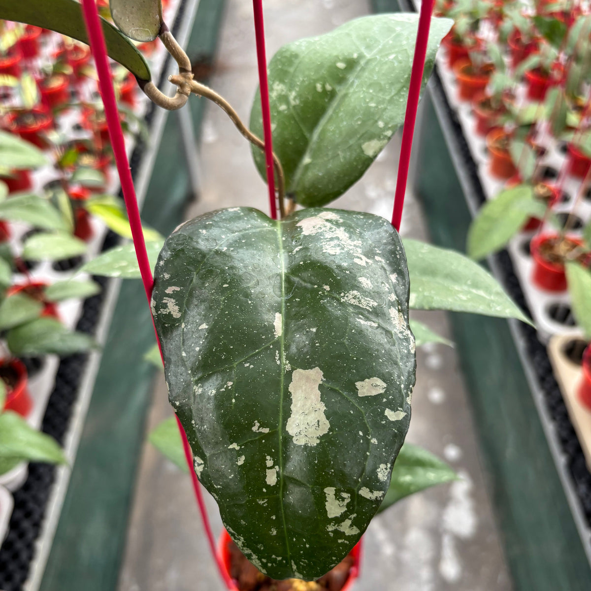 Hoya Bird of Paradise