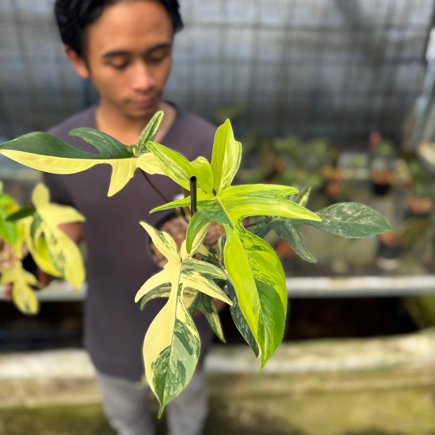 RP3-9 Philodendron Florida Beauty Mature Size (2 pcs)