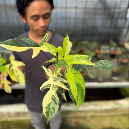 RP3-9 Philodendron Florida Beauty Mature Size (2 pcs)
