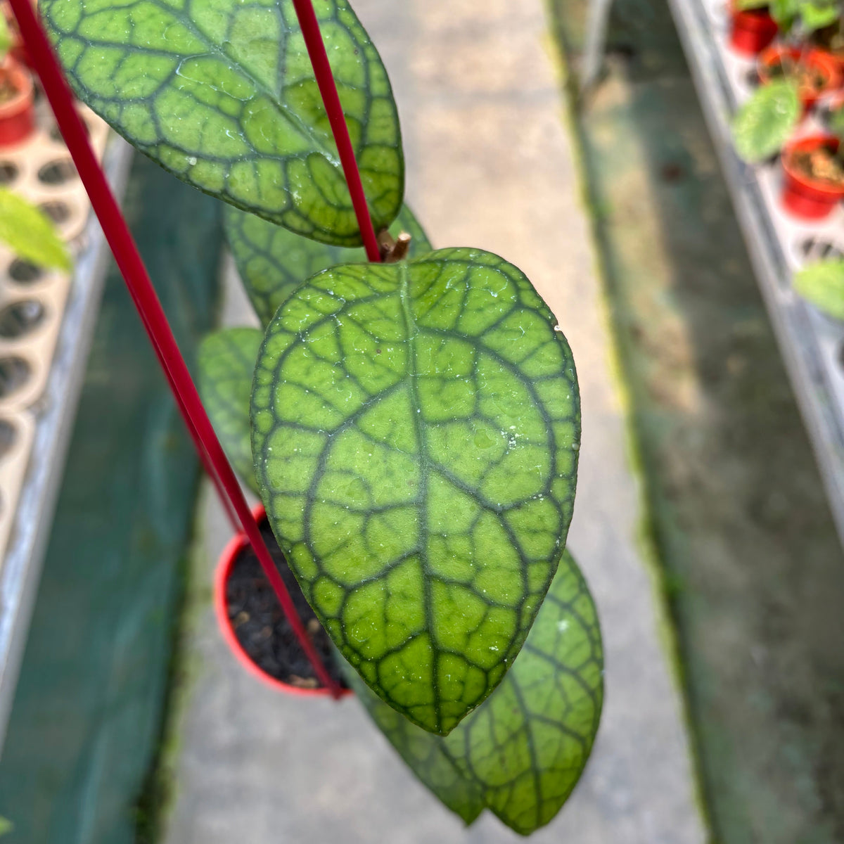 Hoya Callistophylla x Tanggamus