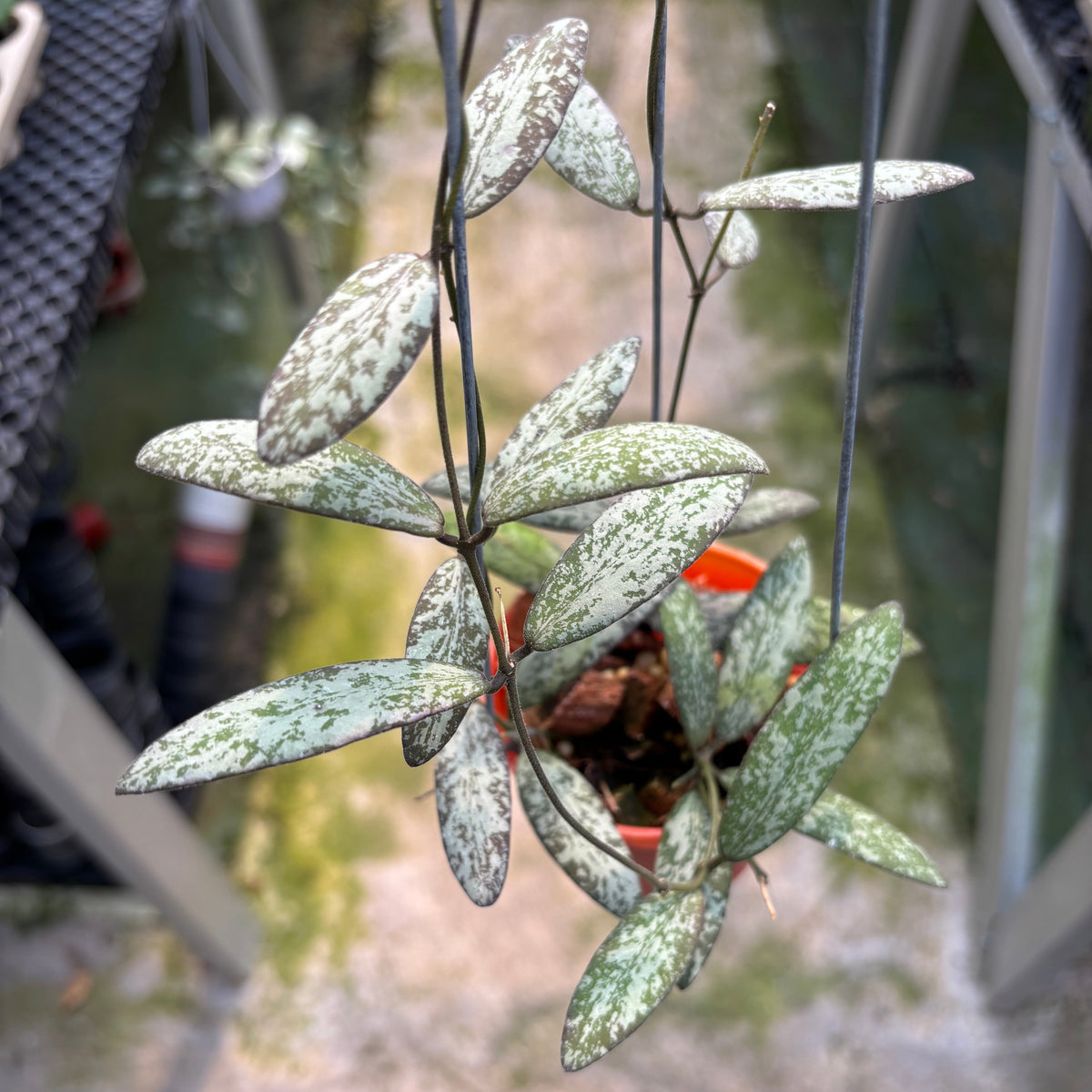 Hoya Sigillatis Silver Pink