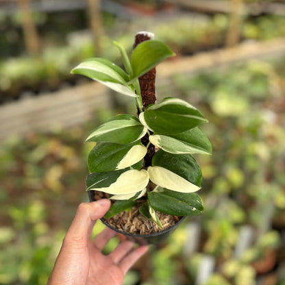 Scindapsus Treubii Albo