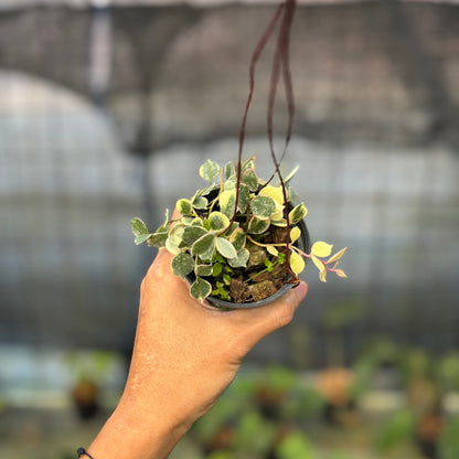 RP8-9 Hoya Curtisii Albomarginata "Tiara"
