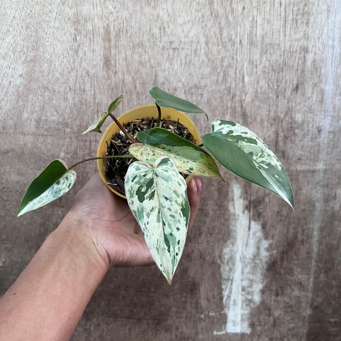RP84-9 Philodendron Ilsemani Variegated
