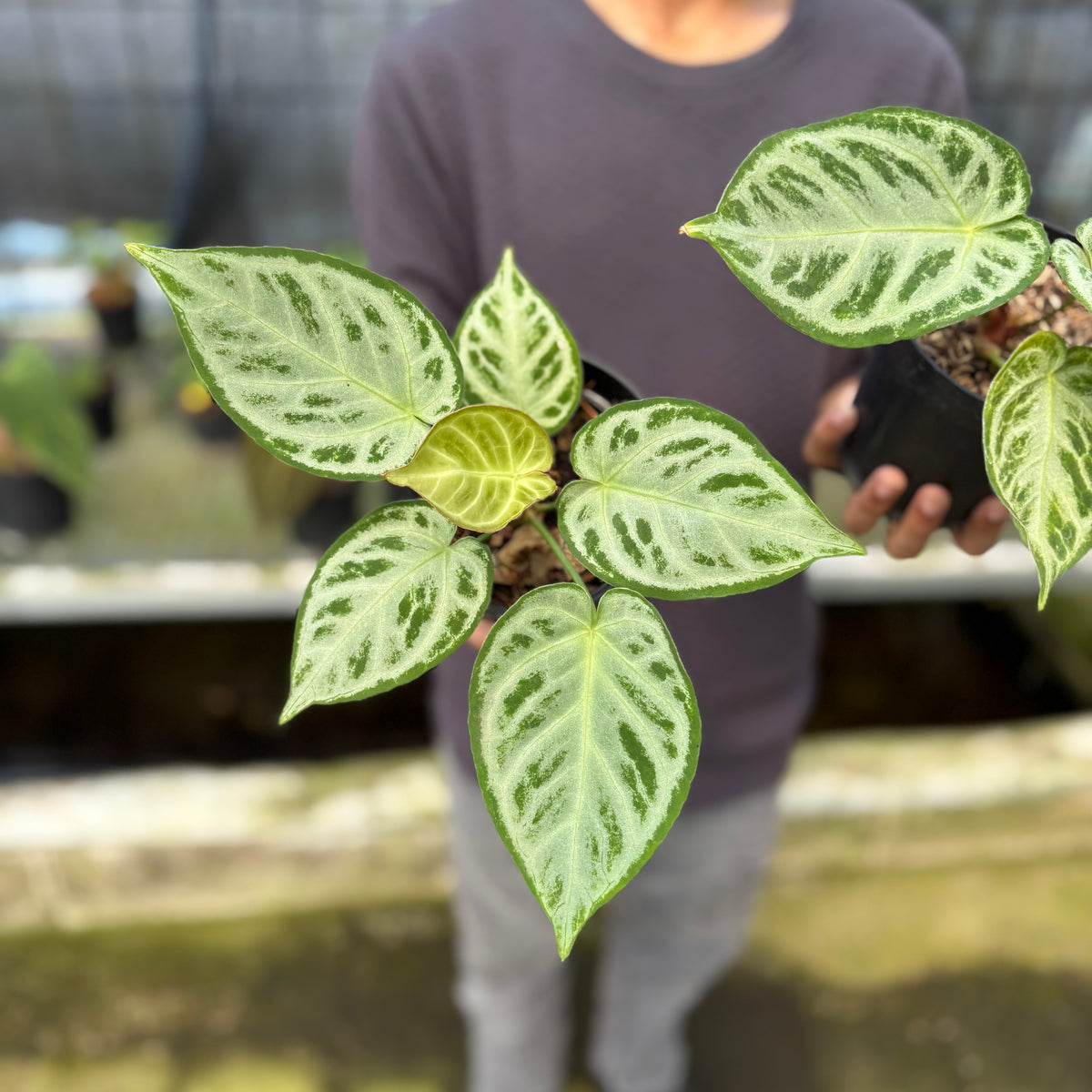 RP7-9 Anthurium Silver Chrome Full Silver (2 pcs)