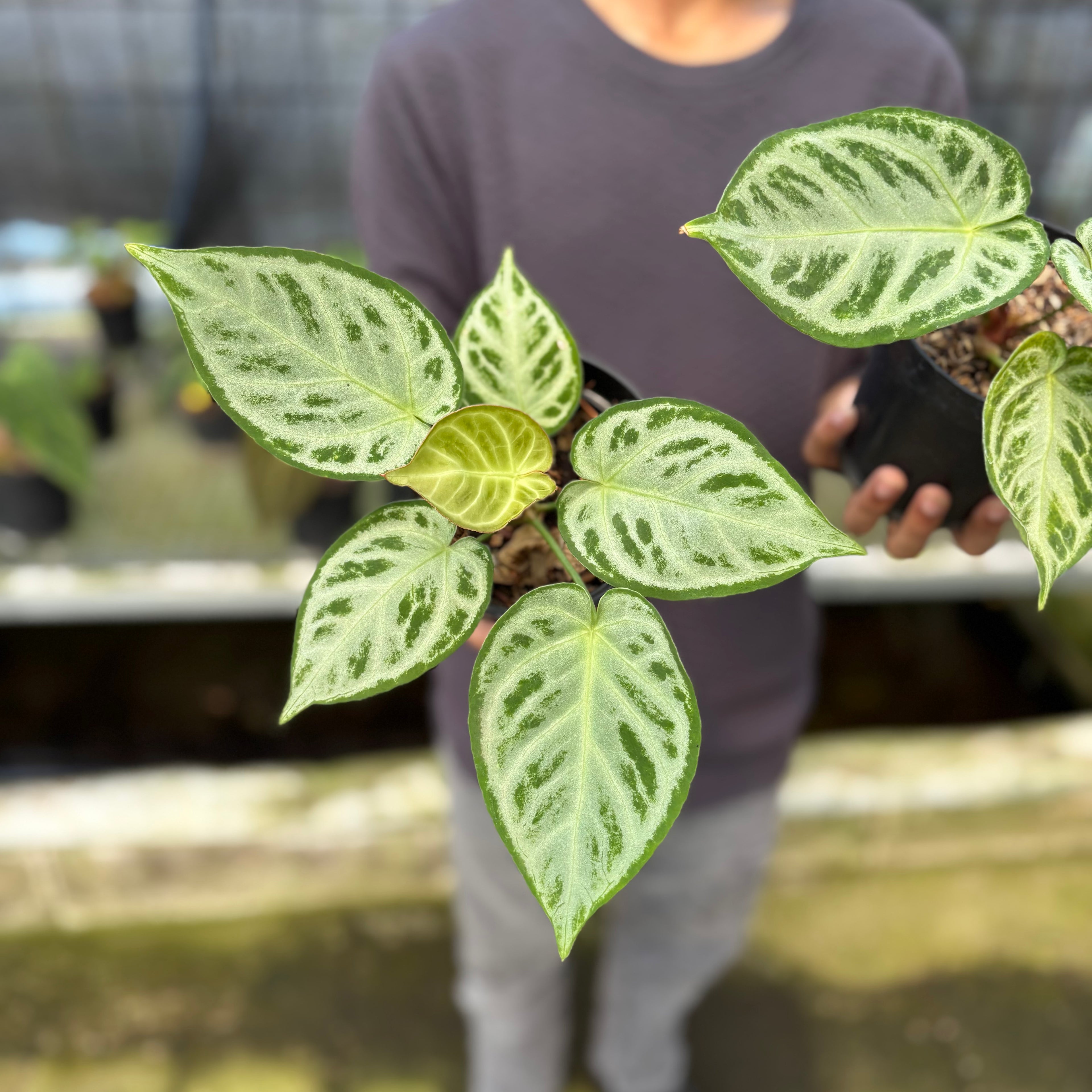 RP7-9 Anthurium Silver Chrome Full Silver (2 pcs)