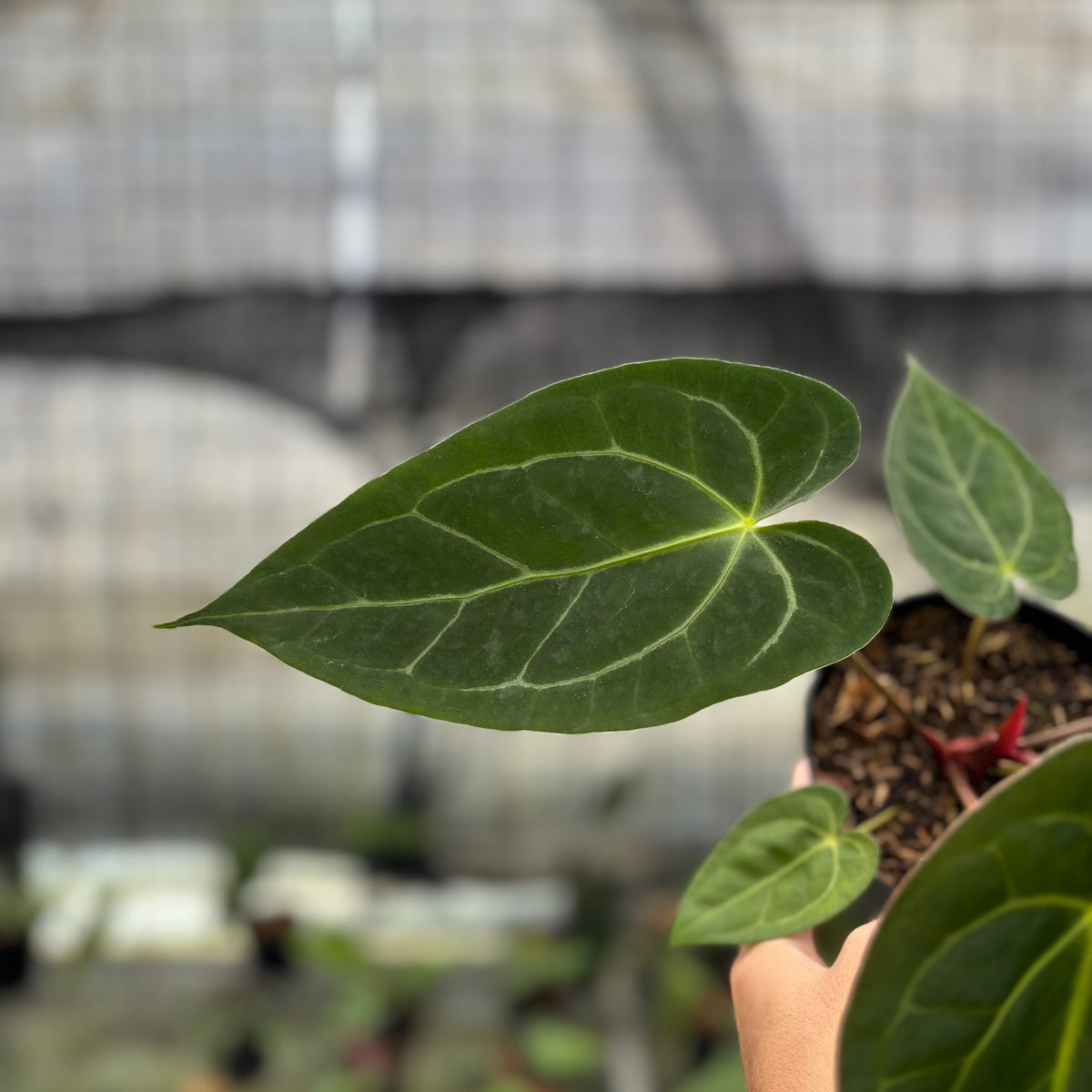 RP2-10 Anthurium Papilillaminum Xone