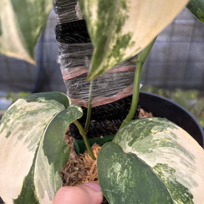 RP2-9 Scindapsus Jade Satin Variegated