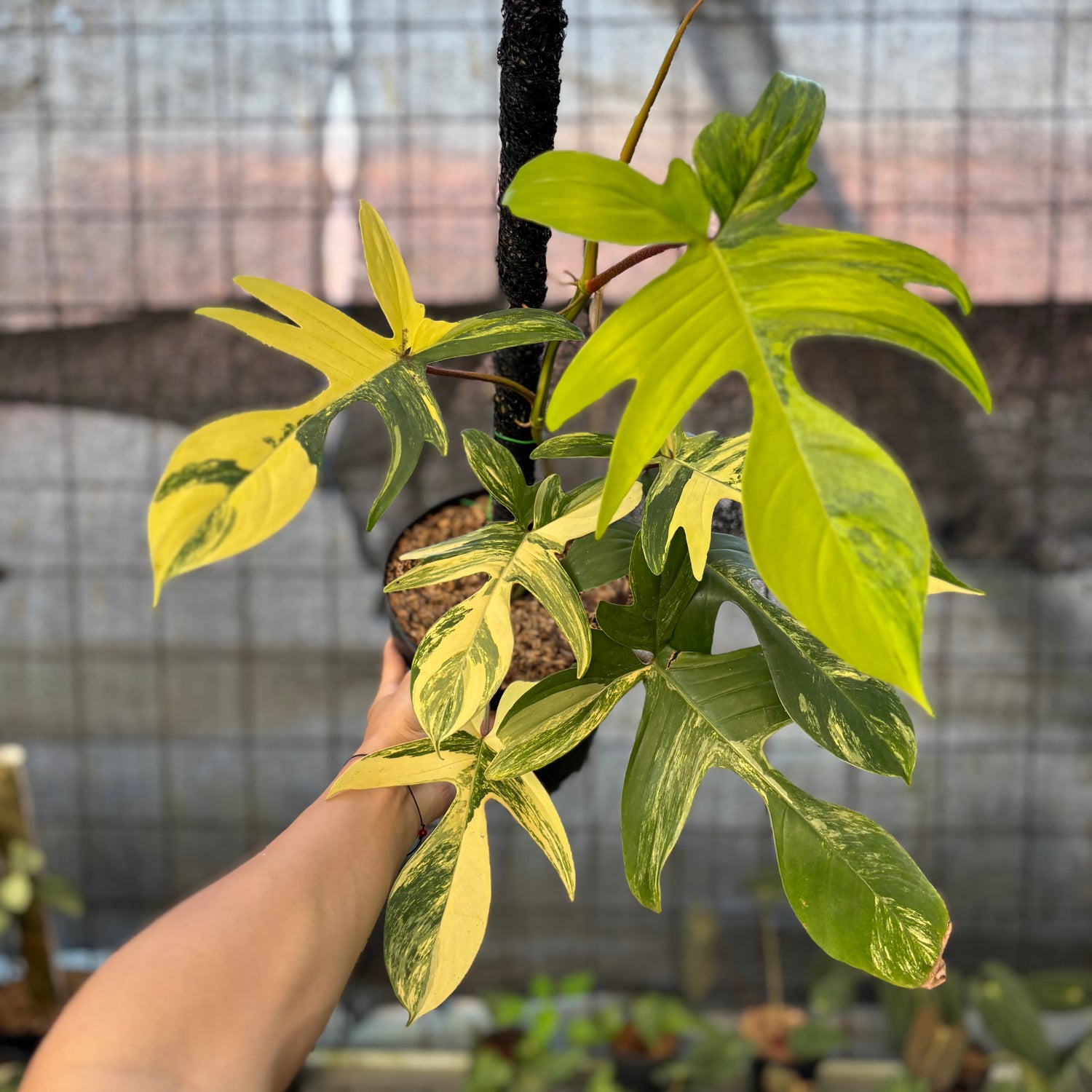RP29-9 Philodendron Florida Beauty Mature Size