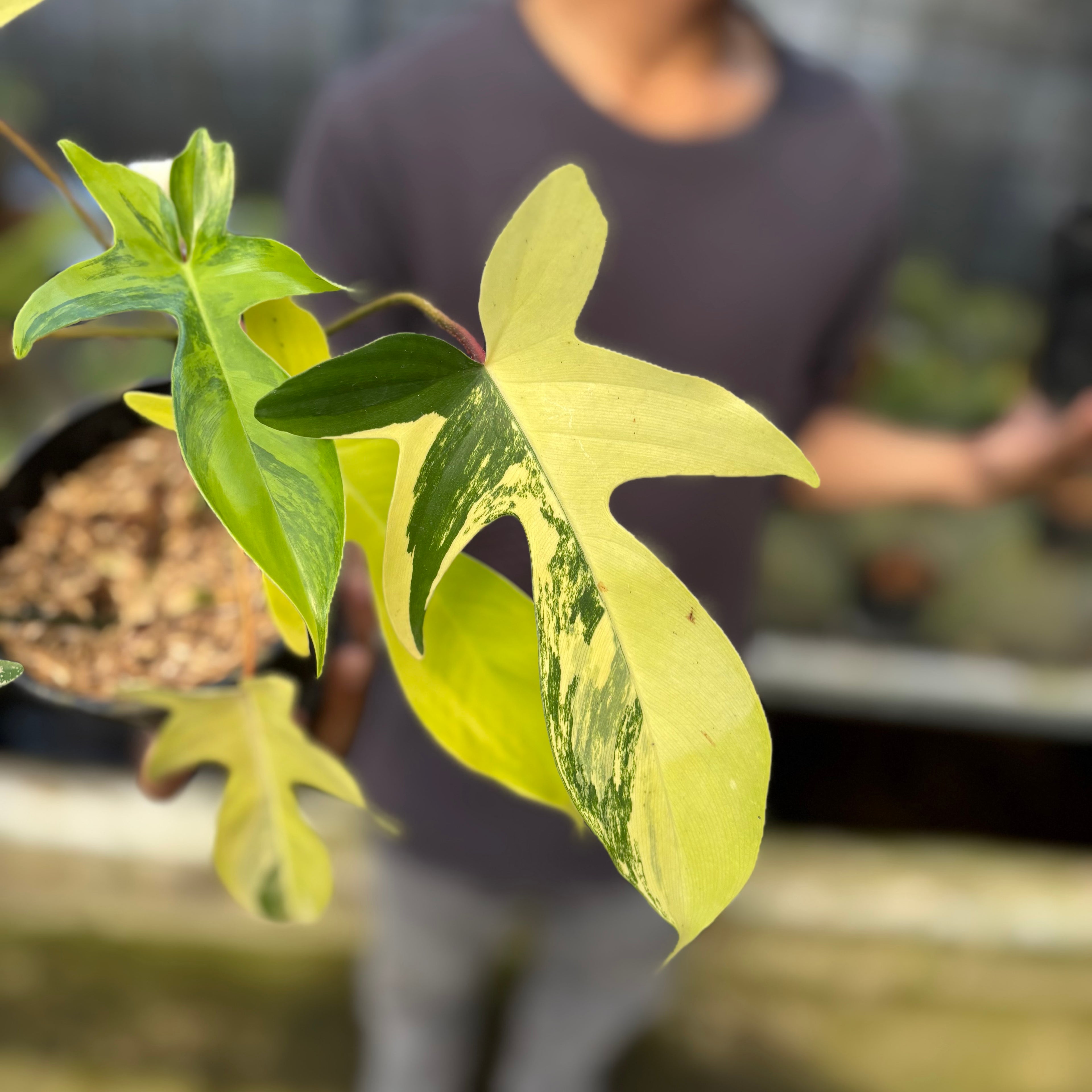 RP3-9 Philodendron Florida Beauty Mature Size (2 pcs)
