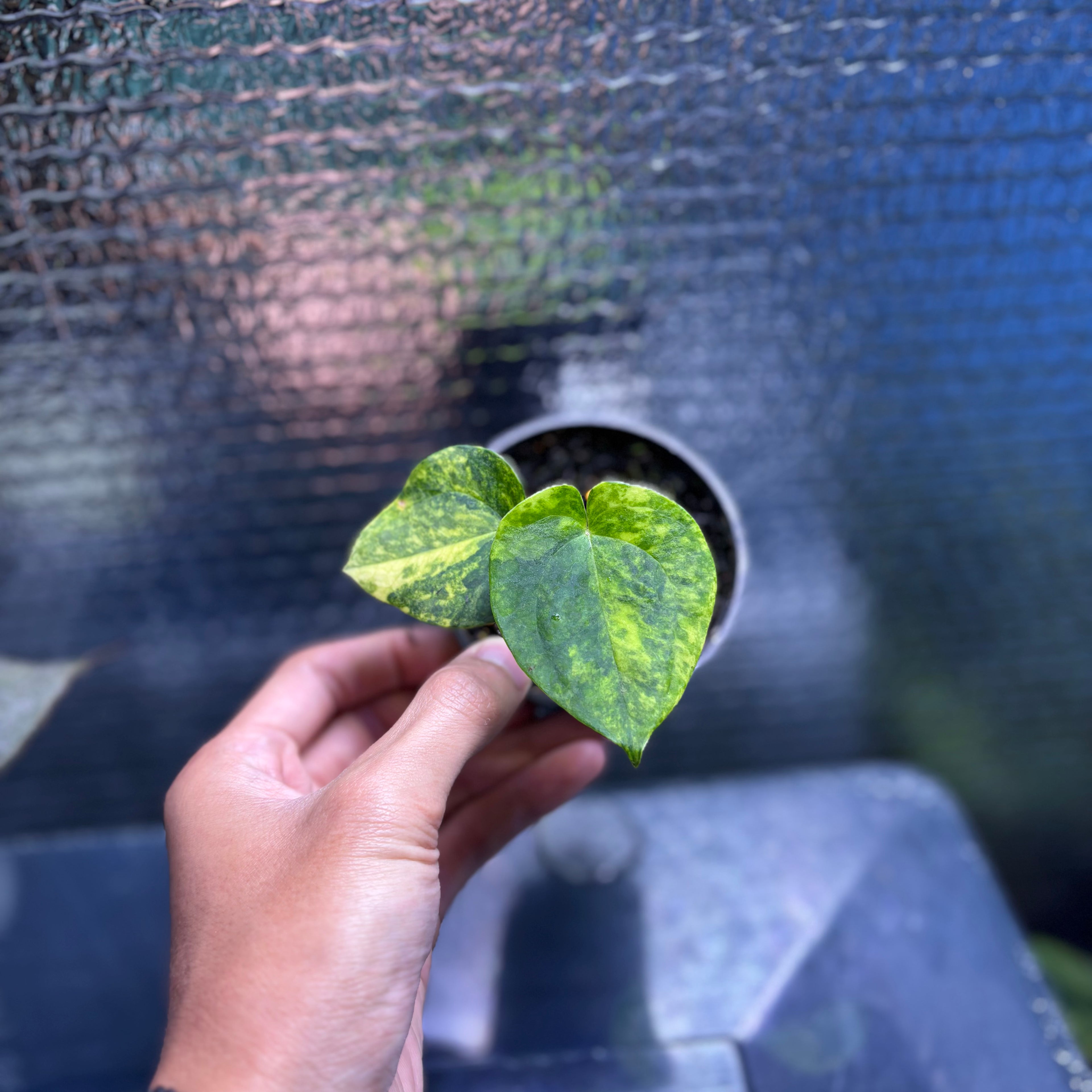 RP34-9 Anthurium KOS x AOS Variegated