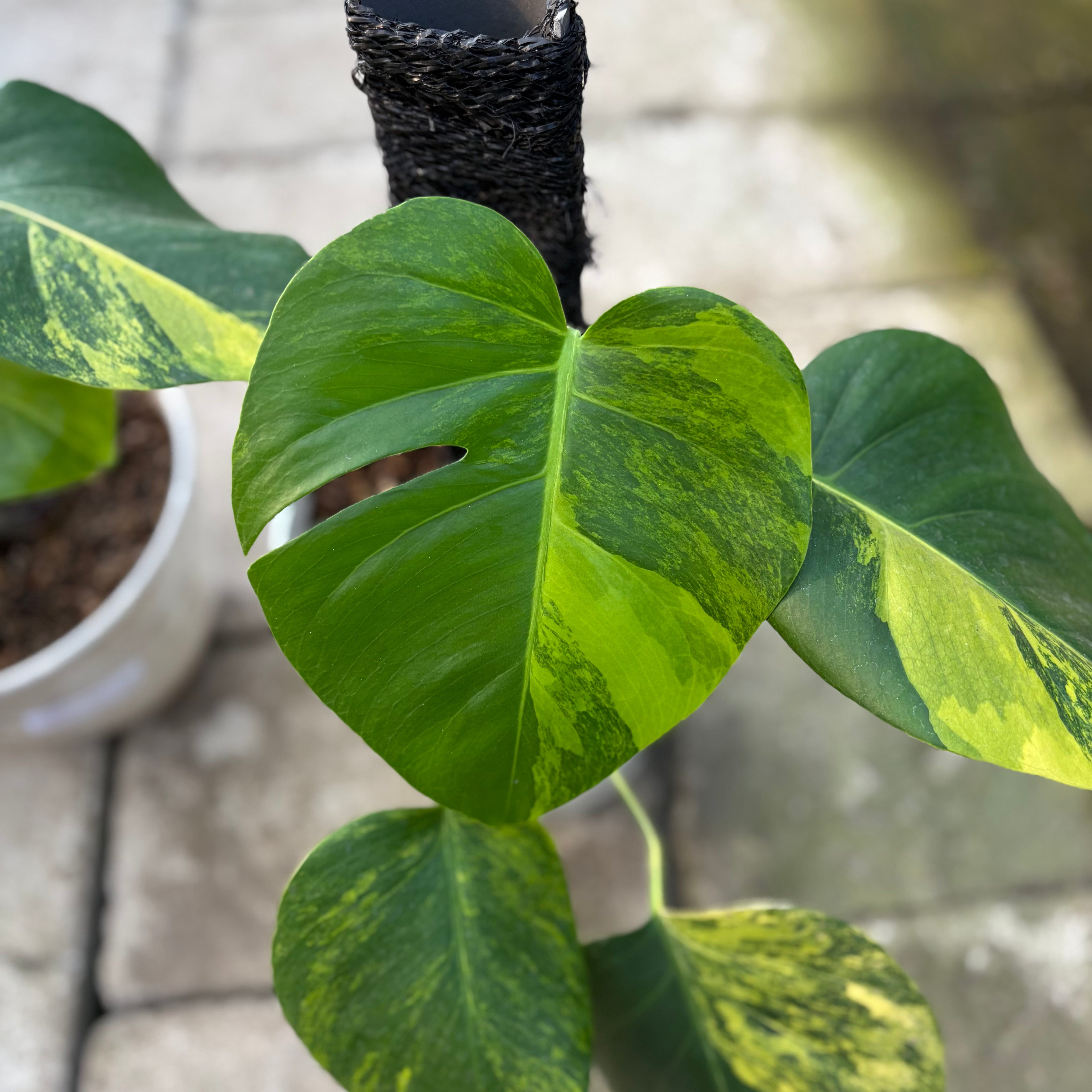 RP30-9 Monstera Yellow Variegated "Marmorata" (2 pcs)