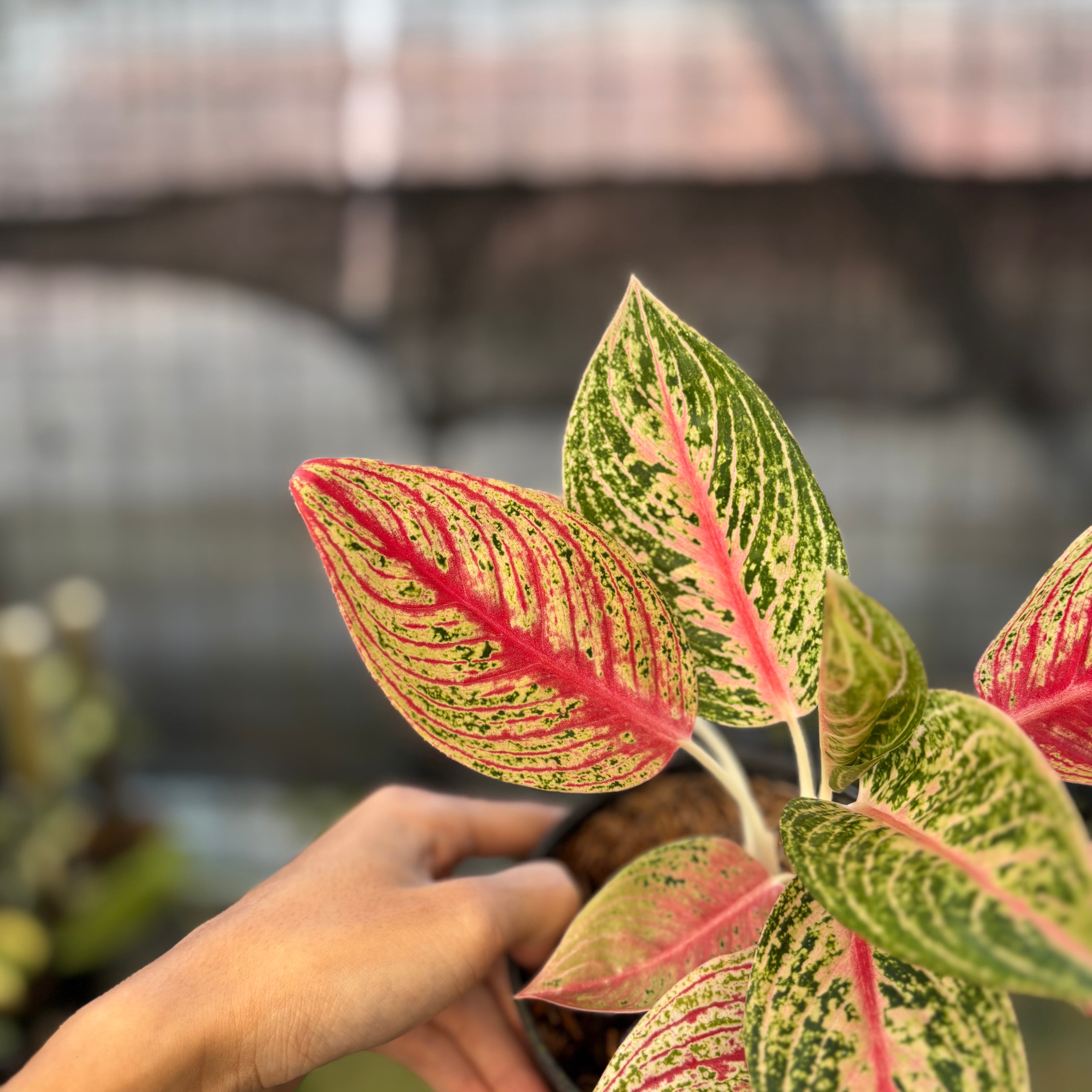 RP26-9 Aglaonema Red Legacy