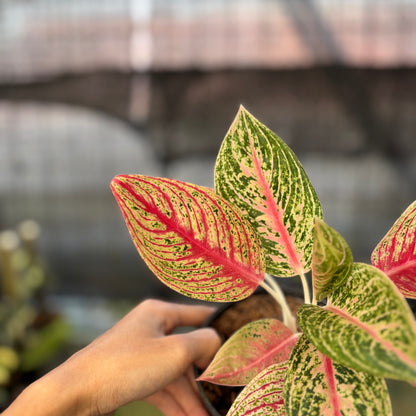RP26-9 Aglaonema Red Legacy