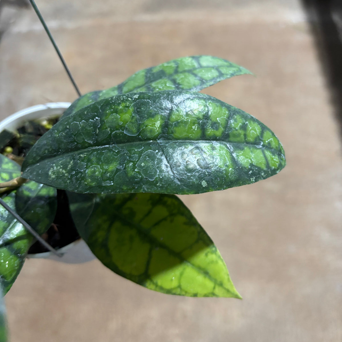 Hoya Callistophylla Black Cat