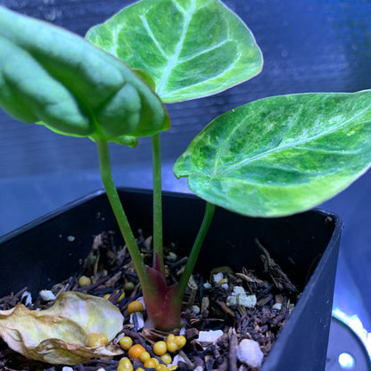 RP68-8	Anthurium Silver Blush x Domino Variegated