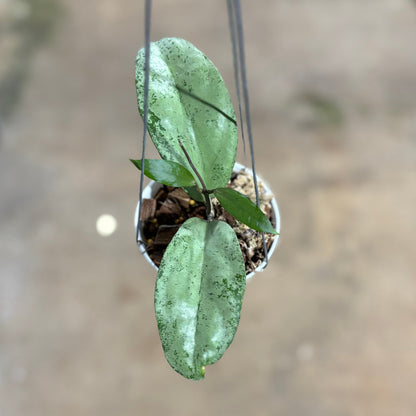 Hoya AFF Emperor