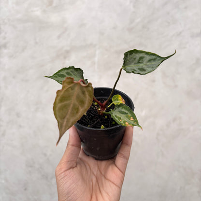 Anthurium Muchlis x Red Crystallinum Selected