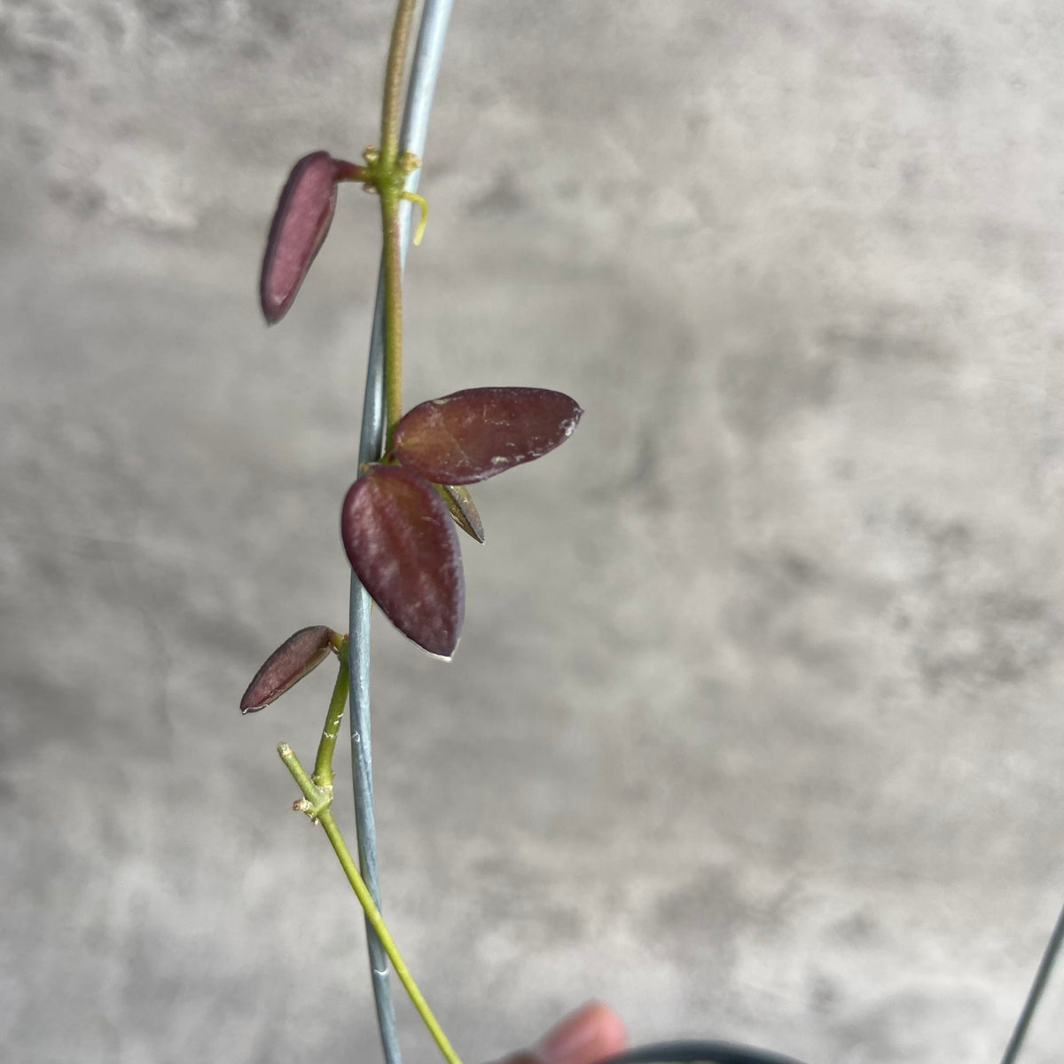 RP40-10 Hoya Dischidia SP Kalbar Red