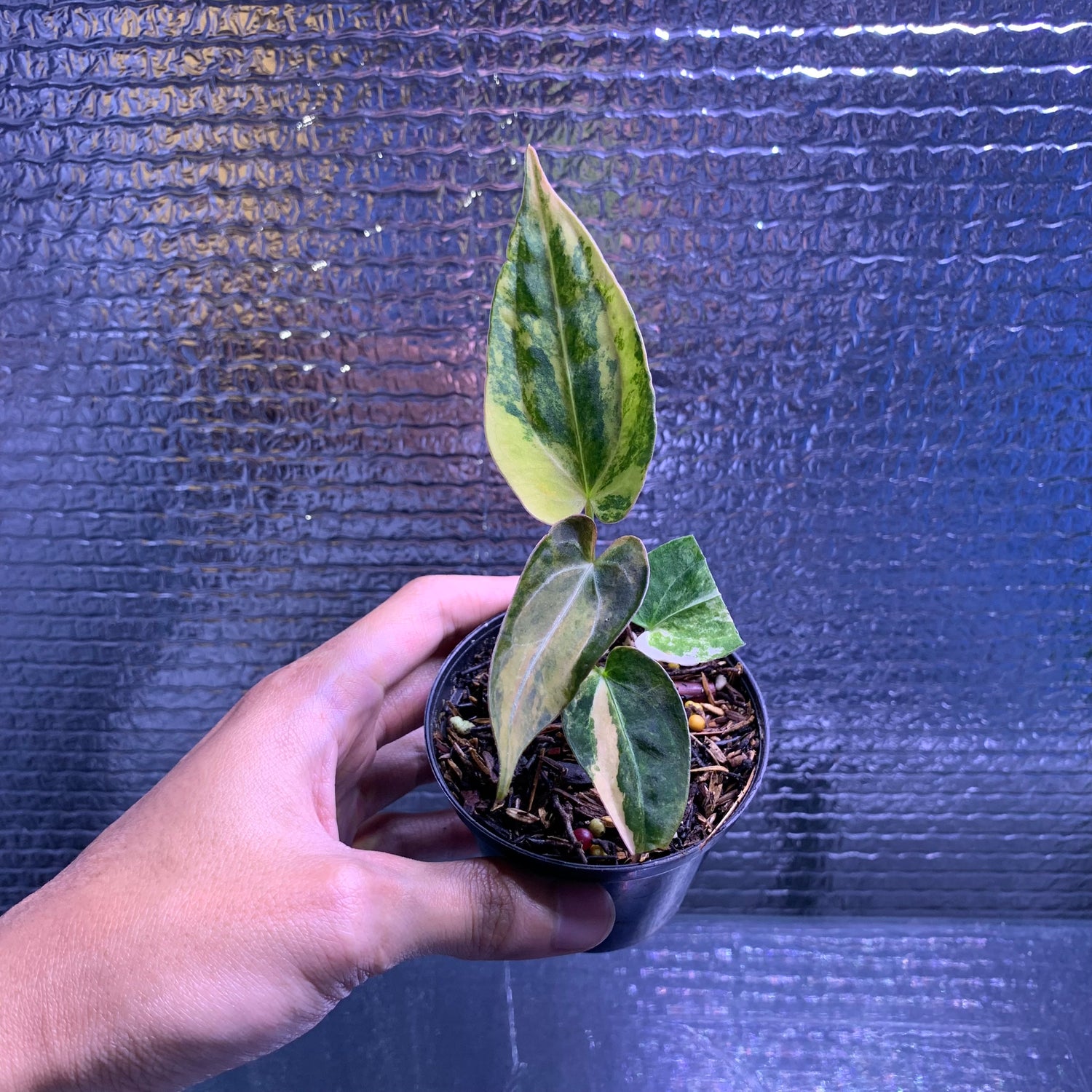 RP69-8 Anthurium Silver Butterfly x Michelle Variegated