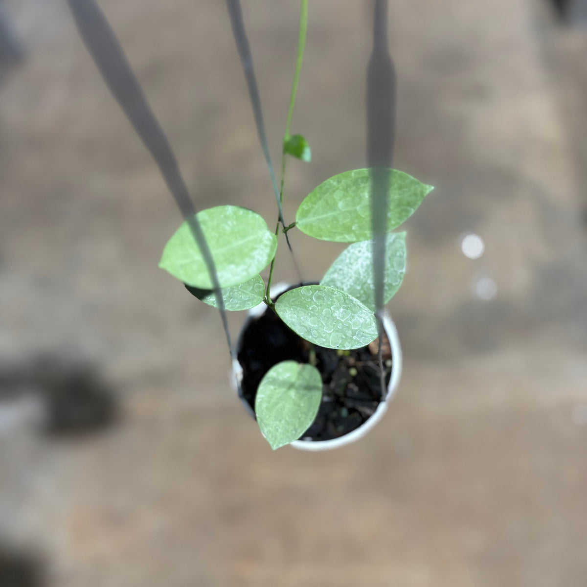 Hoya Moon Blush (AFF Vitellina x SP Sumbawa)