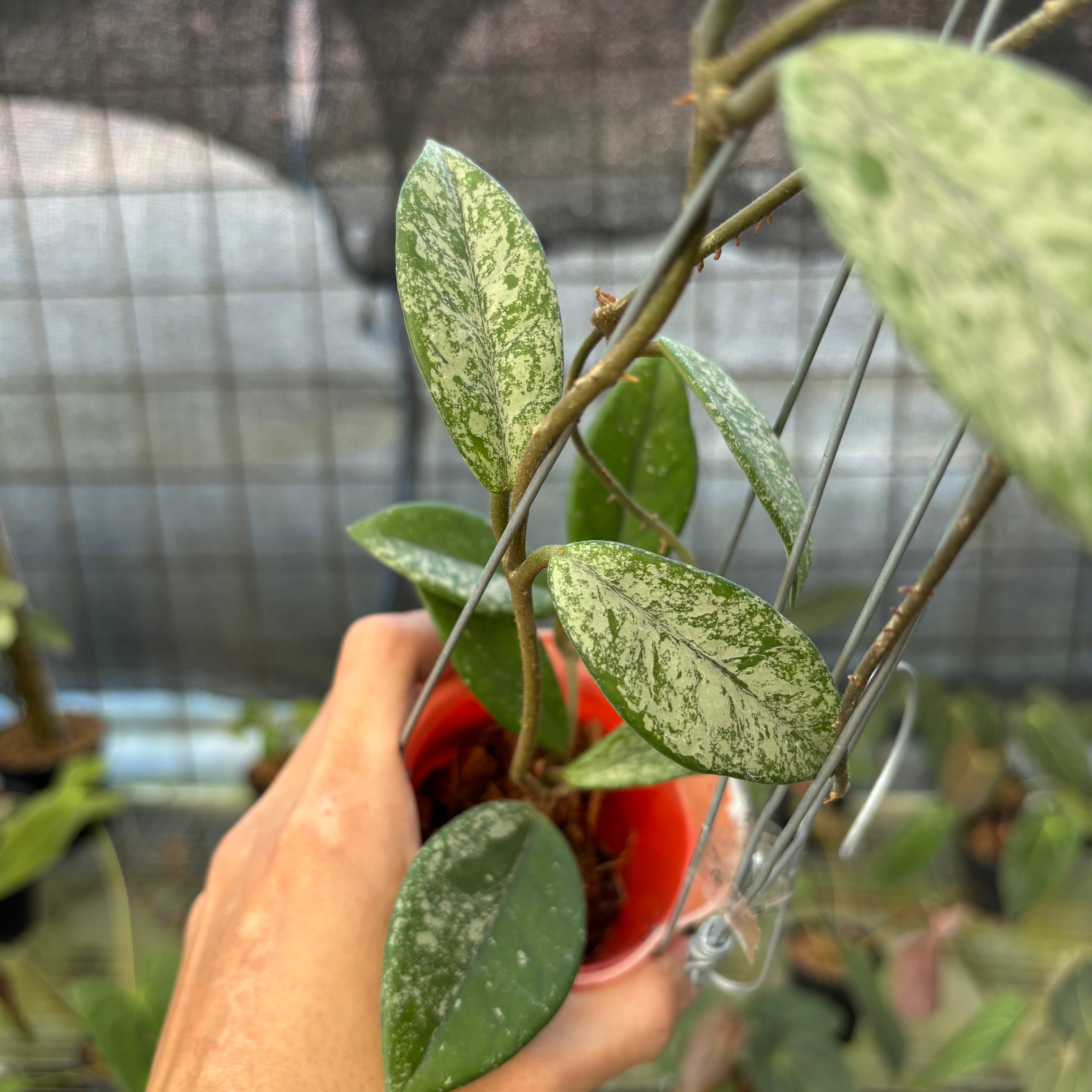 RP16-9 Hoya Carnosa Star Dust