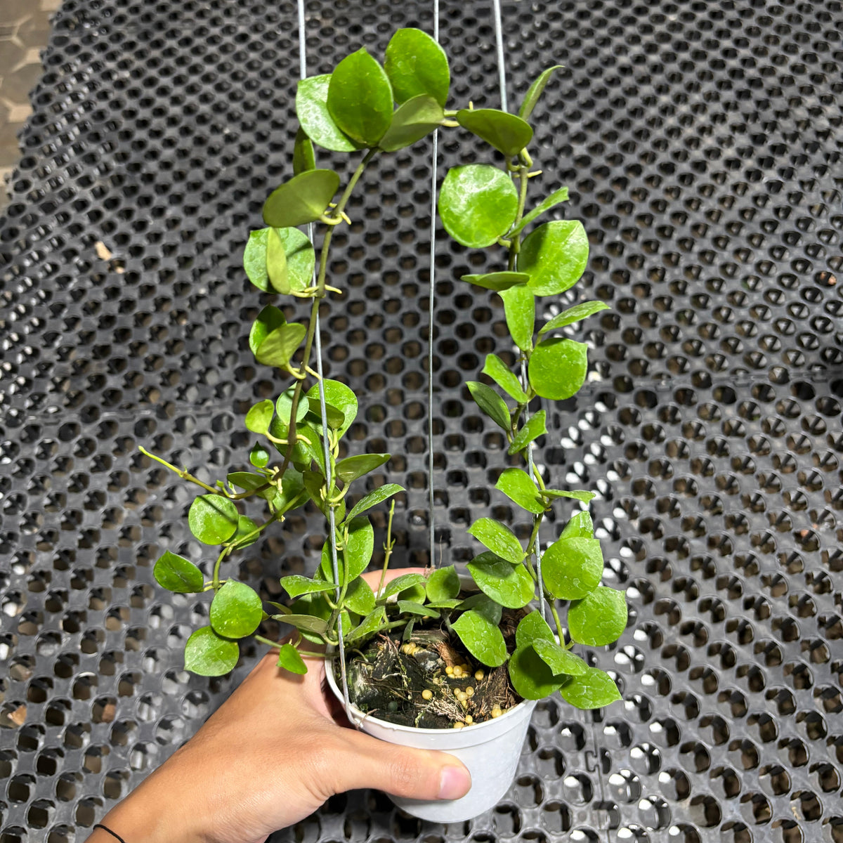 Hoya Lacunosa Aceh