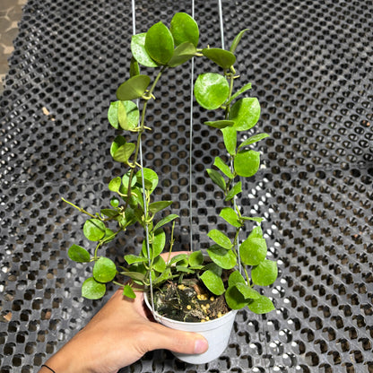 Hoya Lacunosa Aceh