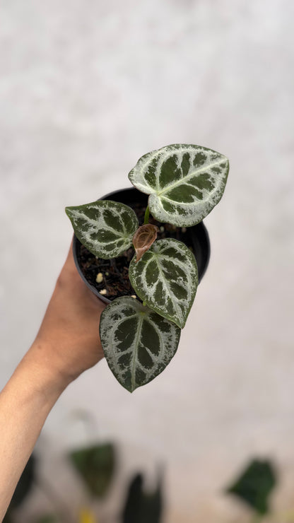 Anthurium Diamond Shield