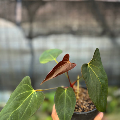 RP11-9 Anthurium Fortsherman x GOG
