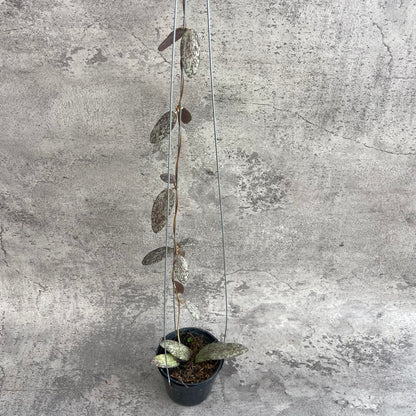 RP54-10	Hoya Sigillatis Silver