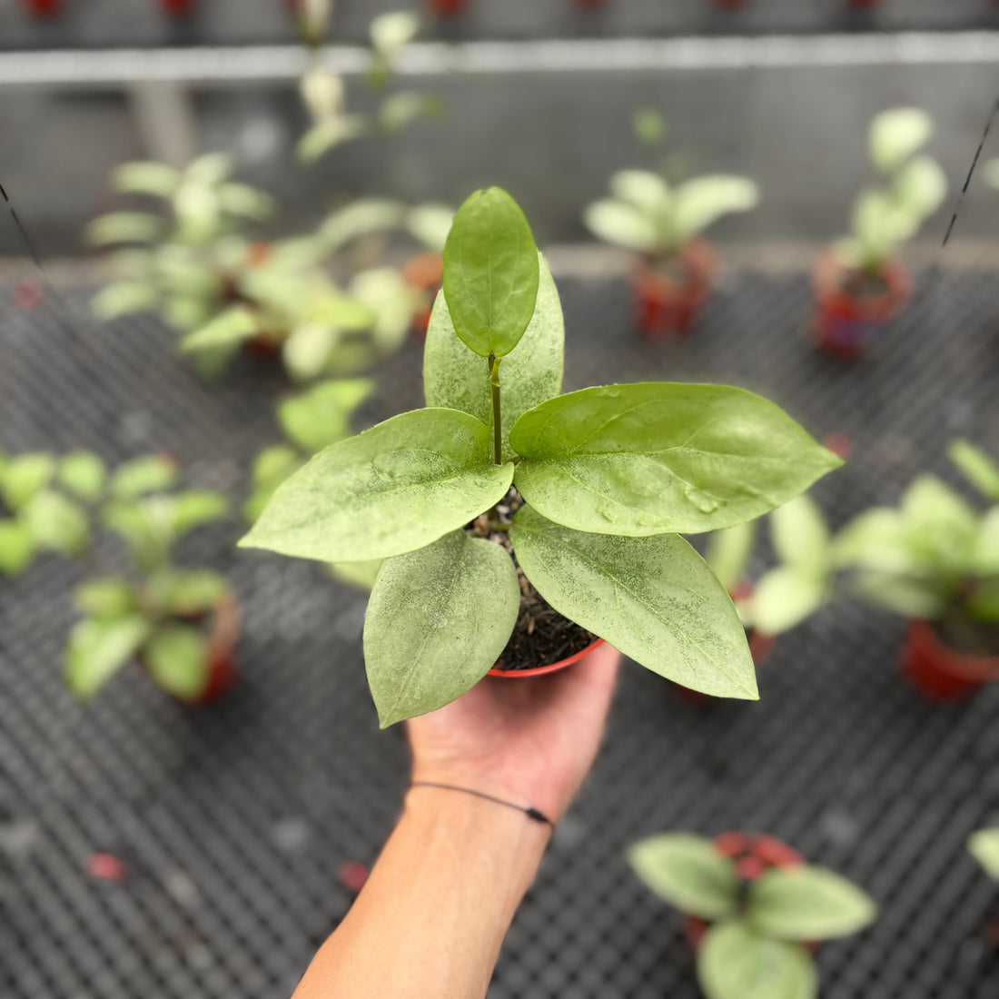 Hoya Elliptica x Glabra "ELLIRA"