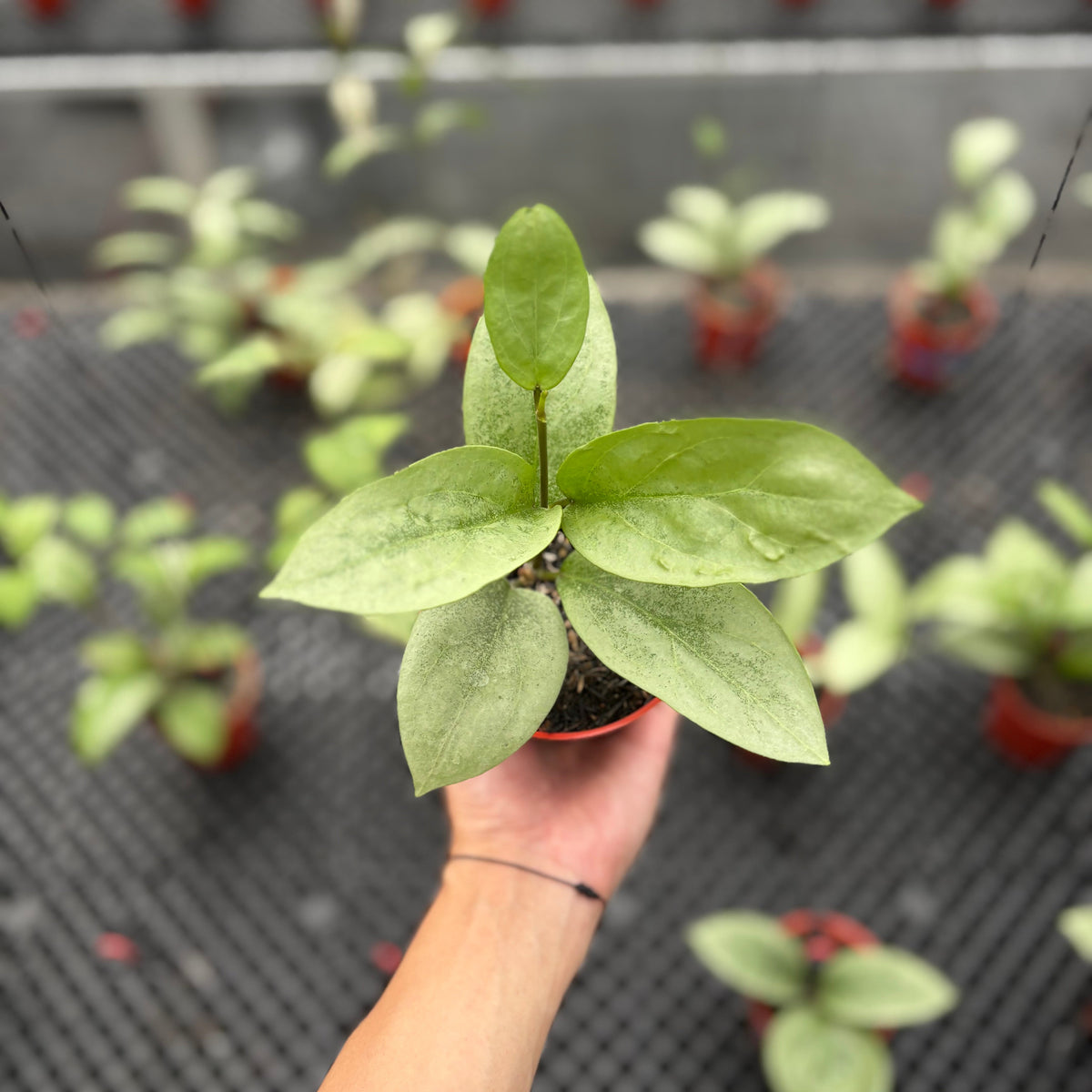 Hoya Elliptica x Glabra "ELLIRA"