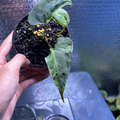 RP36-10	Anthurium Papilillaminum Mutation
