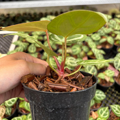Anthurium Magnificum Silver x Red Crystallinum (HU)