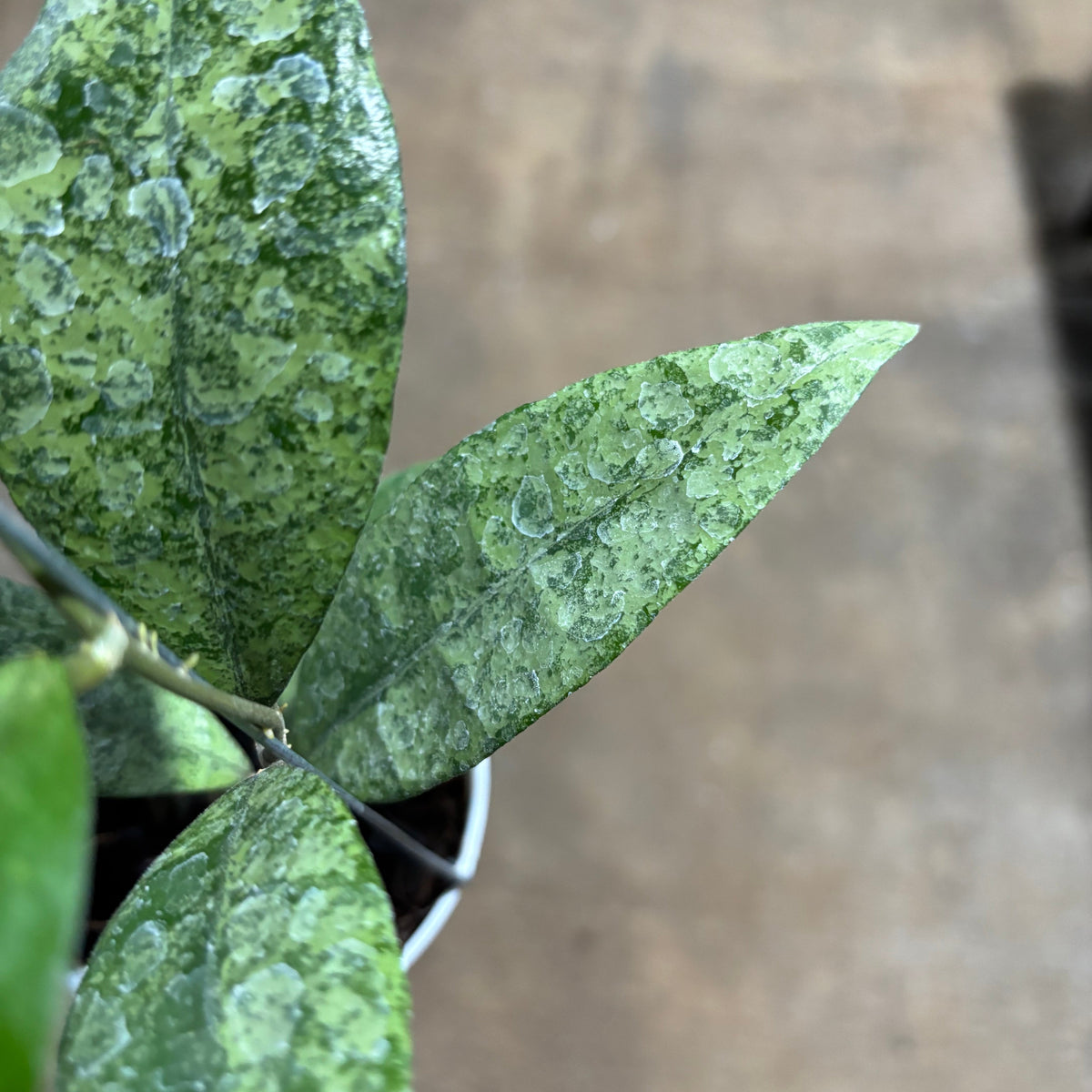 Hoya Finlaysonii Pangga
