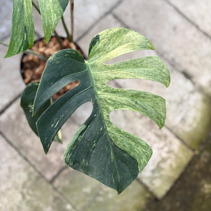 RP31-9 Monstera Jungle Mint