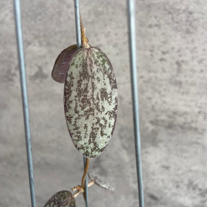 RP54-10	Hoya Sigillatis Silver
