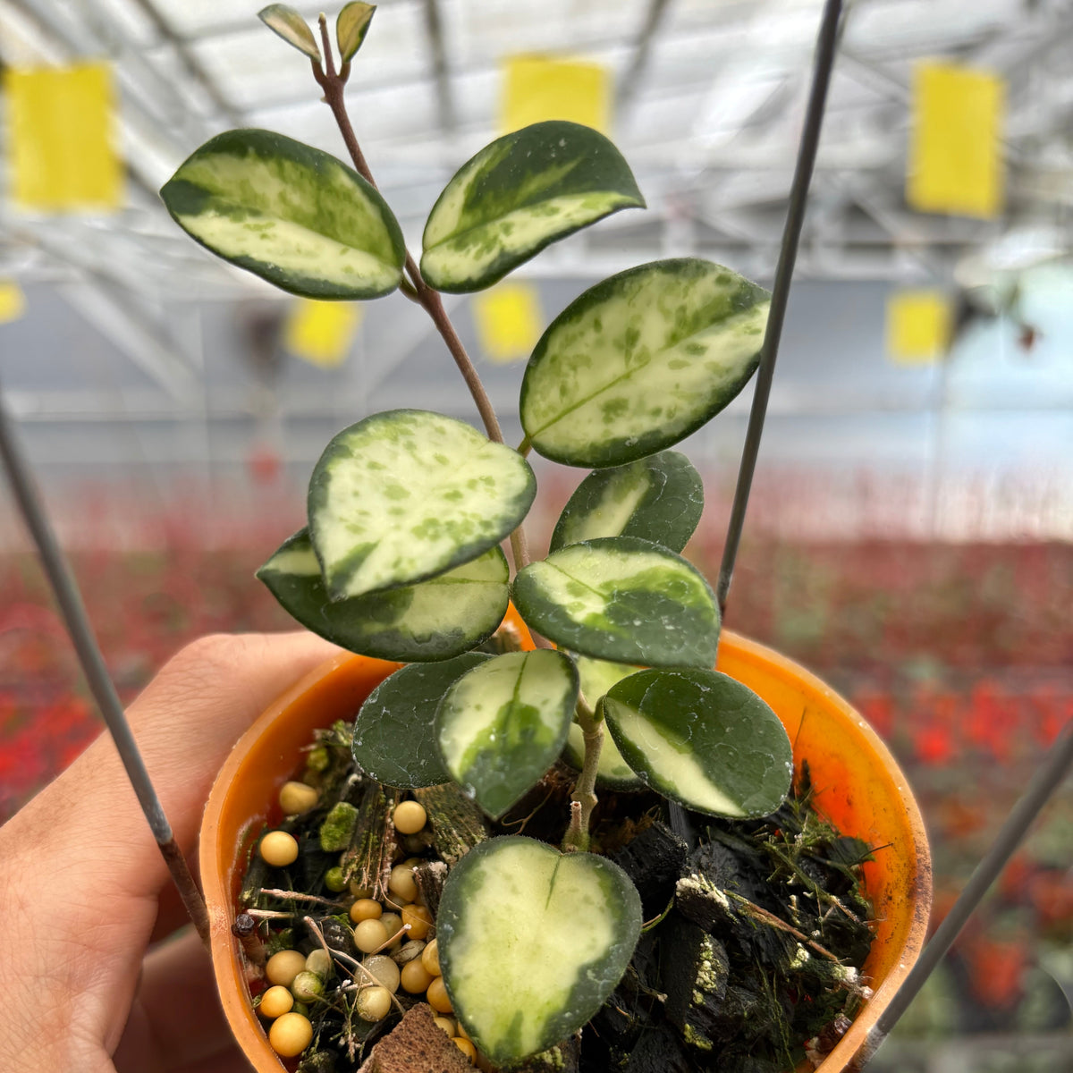 Hoya Mathilde Inner Variegated