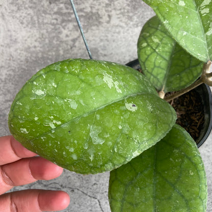 RP58-10	Hoya SP Bengkulu Roundleaf