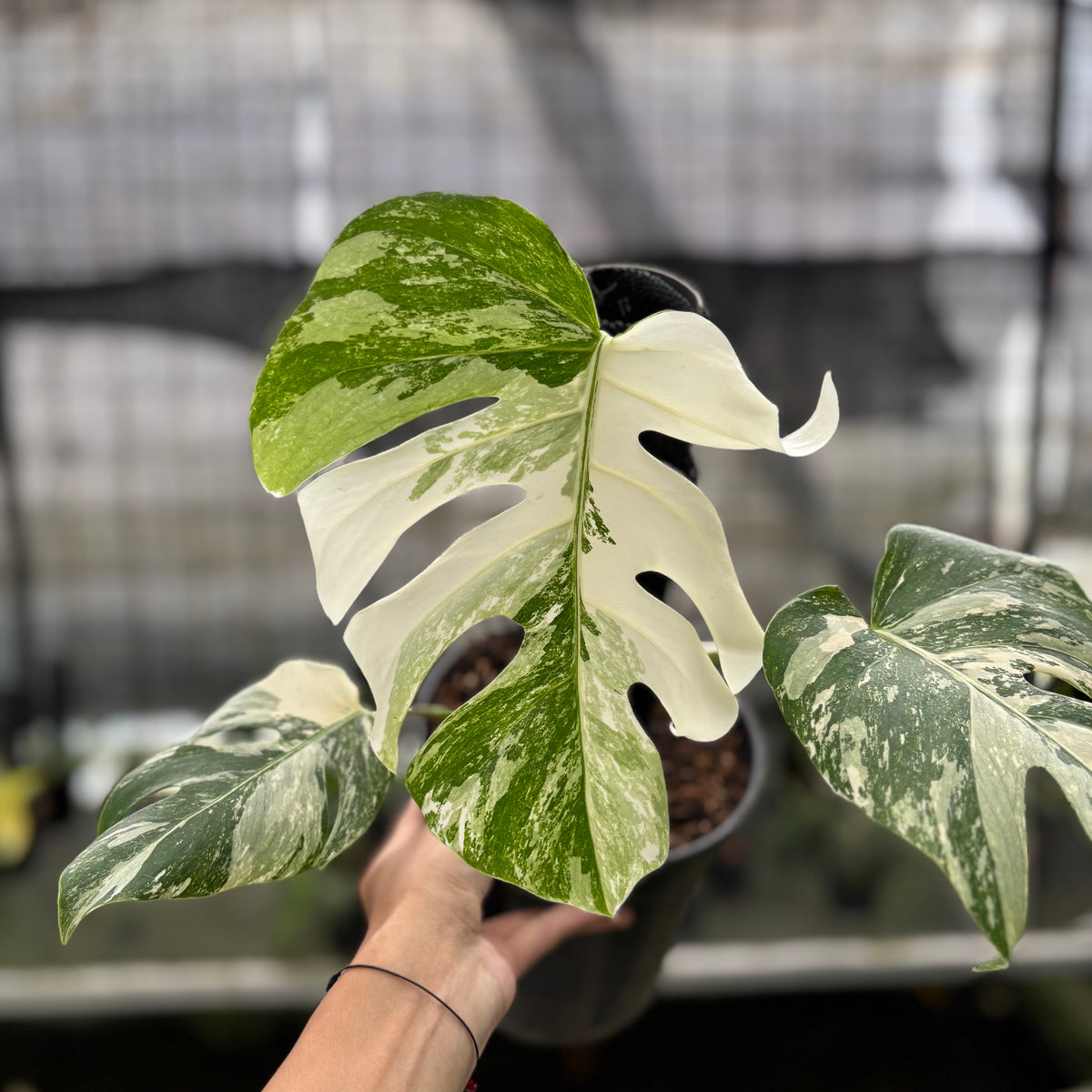 RP6-10 Monstera Albo White Tiger Variegated