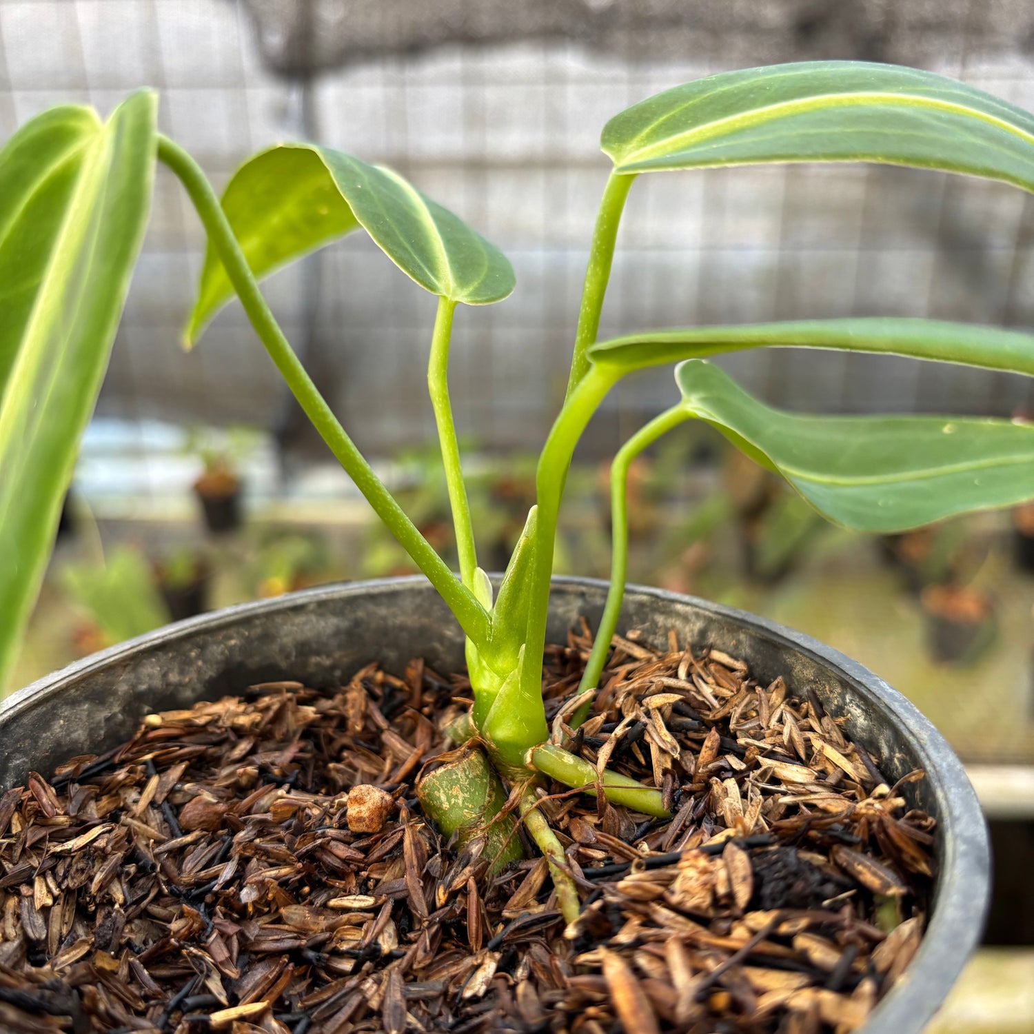 RP27-9 Anthurium Warocqueanum