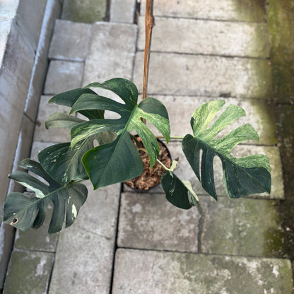 RP31-9 Monstera Jungle Mint