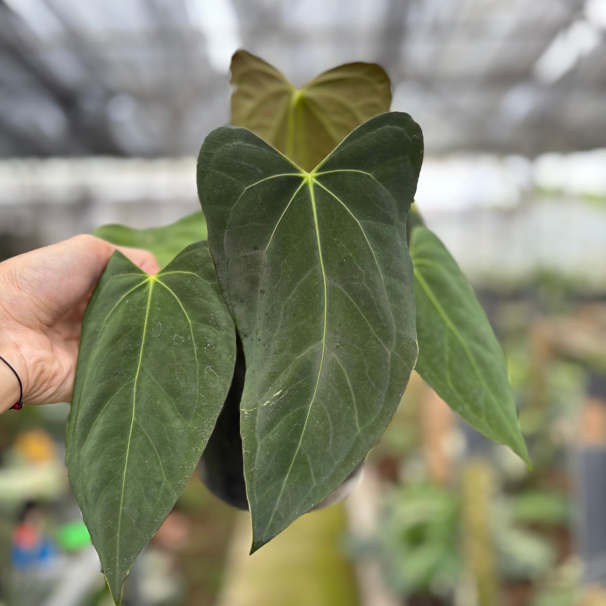 RP9-10 Anthurium Fortsherman x GOG