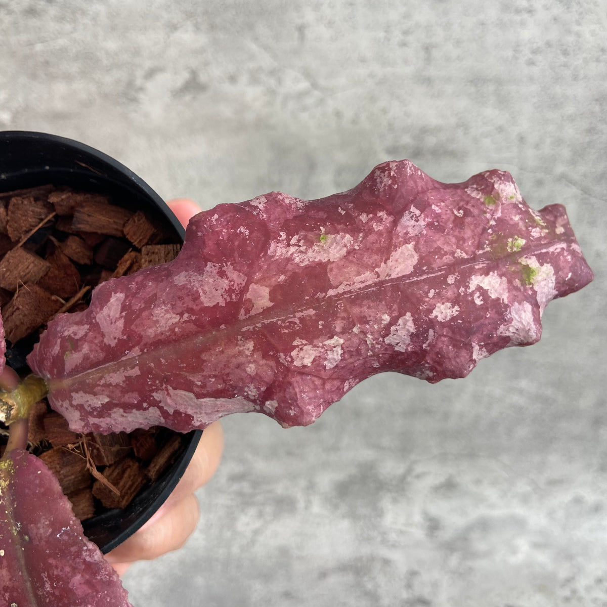 RP64-10	Hoya Undulata Red