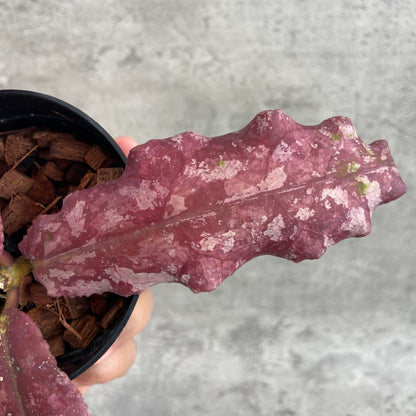 RP64-10	Hoya Undulata Red